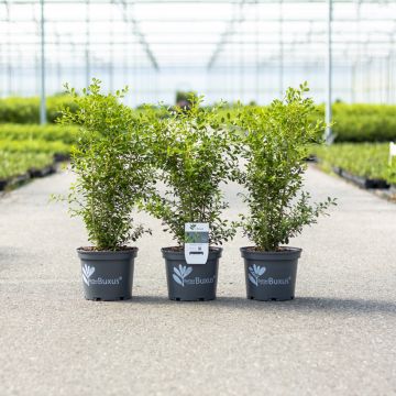 Bosso Betterbuxus Skylight