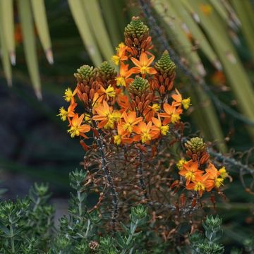Bulbine frutescens Hallmark