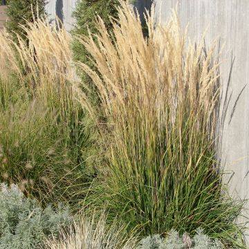 Graminacea Calamagrostis Karl Foerster