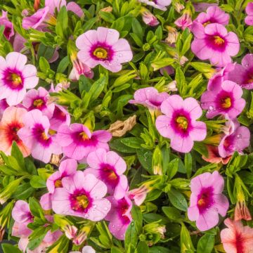 Petunia nana o Calibrachoa LIA Spark Pink