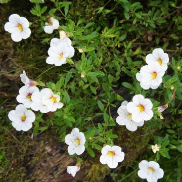 Petunia nana o Calibrachoa NOA Almond Blossom