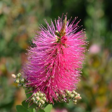 Pianta scovolino o Callistemon viminalis Hot Pink
