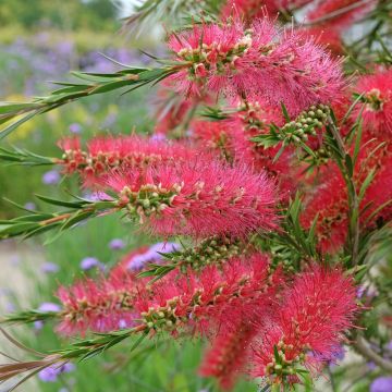 Pianta scovolino o Callistemon citrinus Splendens