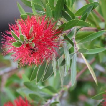 Callistemon laevis