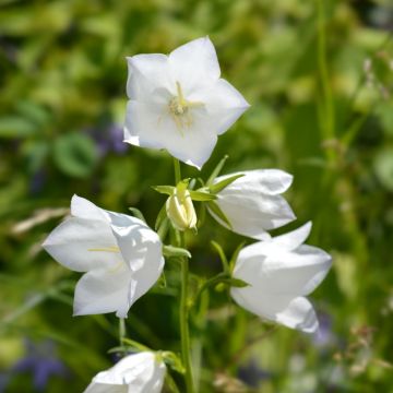 Campanula persicifolia Alba  o Campanula a foglie di pesco bianca