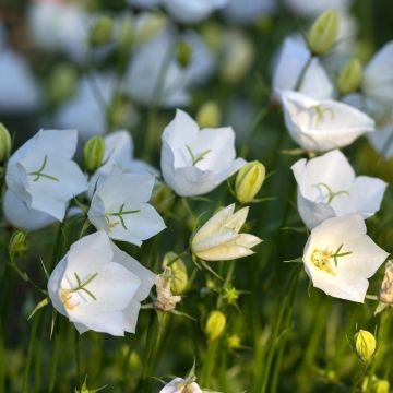 Campanule dei Carpazi o Campanula carpatica Clips bianca