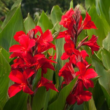 Canna Firebird