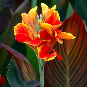 Canna Lucifer - Balisier nano con fiori rossi bordati di giallo dorato e fogliame verde medio.