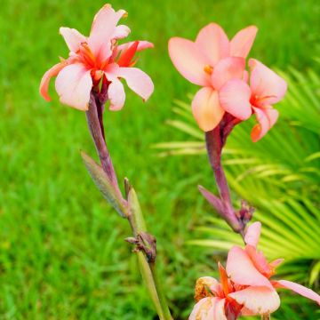 Canna Mme Angèle Martin - Cannas