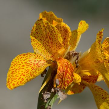 Canna Picasso - Canna gialla screziata di rosso