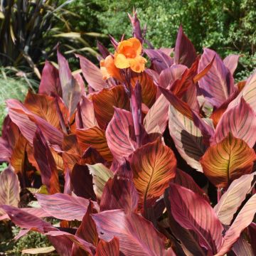 Canna Durban
