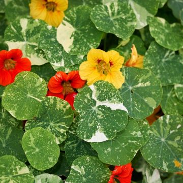 Nasturzio Alaska in miscuglio