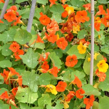 Nasturzio Nano Tom Pouce in mix La bustina