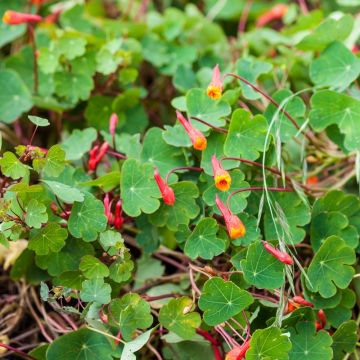 Nasturzio dei giardini