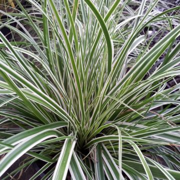 Carex d'Oshima Everest®