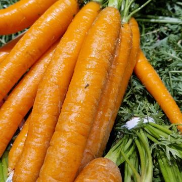 Carota lunga di meaux