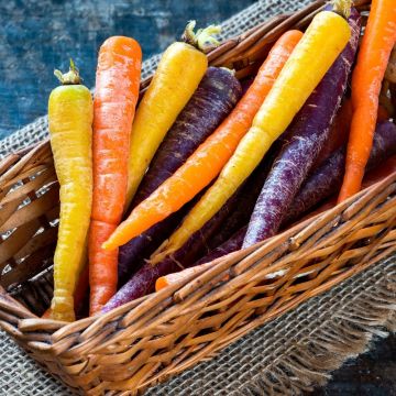 Carota Harlekin miscuglio di colori