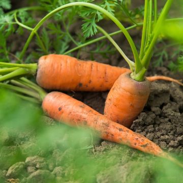 Carota nantese migliorata 3 race Tam Tam