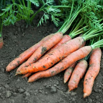 Carota Touchon BIO Carota Touchon BIO