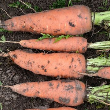 Carota chantenay a cuore rosso