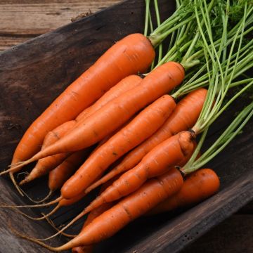 Carota di colmar a cuore rosso