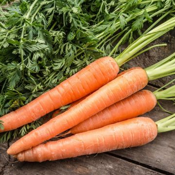 Carota di Colmar Cœur Rouge 2 BIO