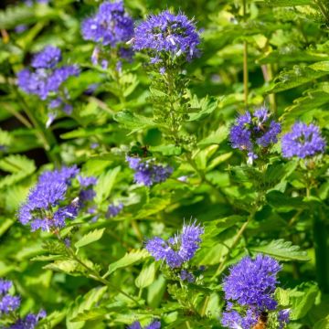 Caryopteris incana Sunny Blue - Spirée blu, Barba blu