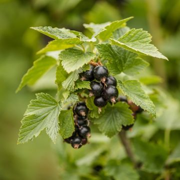 Ribes nero Andega (autofertile) Il vaso da 1.5L