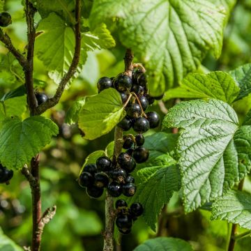 Ribes a grappoli Gigante di Boskoop