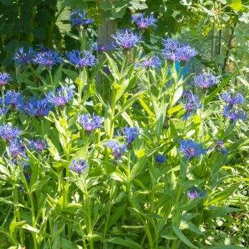 Centaurea montana