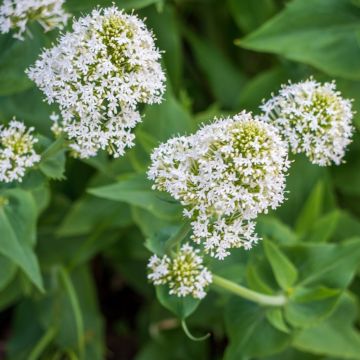Valeriana bianca