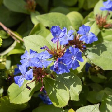 Ceratostigma, Ceratostigma