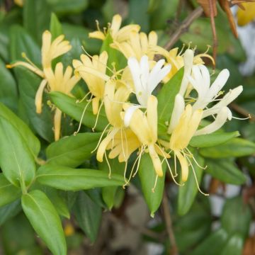 Caprifoglio del Giappone o Lonicera Japonica Halliana