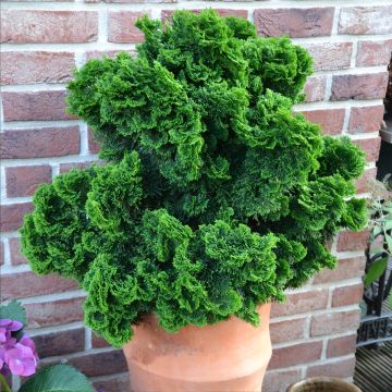 Cipresso di Hinoki o Chamaecyparis Obtusa Nana Gracilis