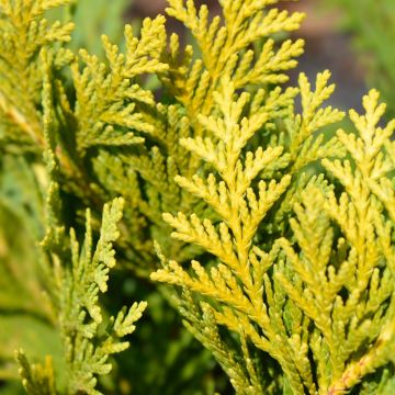 Falso cipresso di Lawson dorato 'Ellwood' o Chamaecyparis lawsoniana 'Ellwood’s Gold'