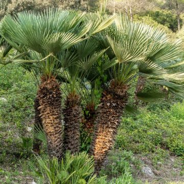 Palma Chamaerops humilis o palma nana mediterranea