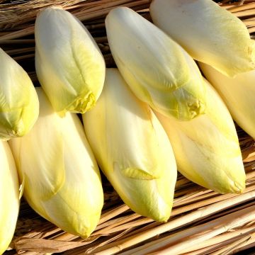 Cicoria indivia witloof crenoline HF1