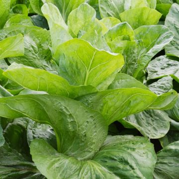 Cicoria migliorata pan di zucchero