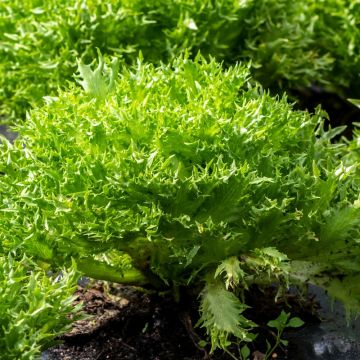 Indivia riccia Wallonne race lorca Indivia riccia Wallonne race lorca