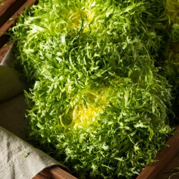 Indivia riccia molto fina degli ortolani