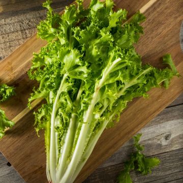 Cicoria scarola cornetto di Bordeaux