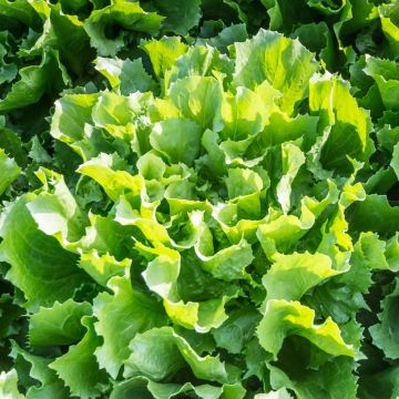 Cicoria scarola maruchka