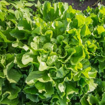 Cicoria scarola verde a cuore pieno