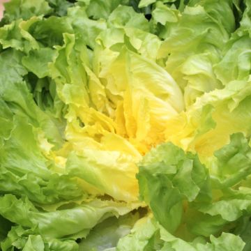 Scarola bionda a cuore pieno BIO