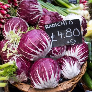 Cicoria a foglie Palla Rossa