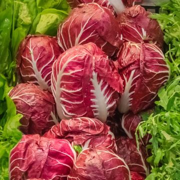 Cicoria rossa di Verona