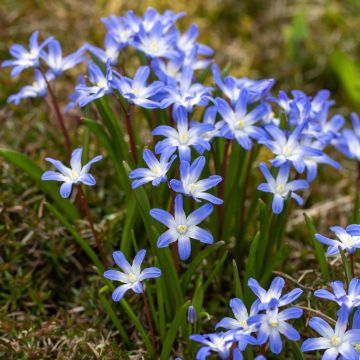 Chionodoxa luciliae - Gloria delle Nevi