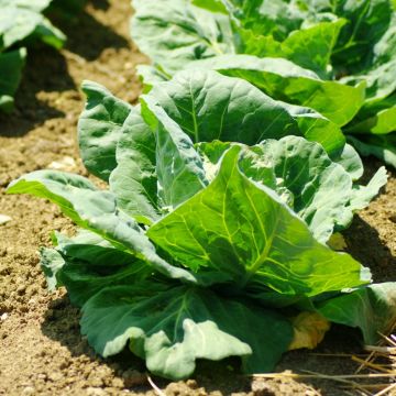 Cavolo cappuccio cuore di bue medio de la Halle