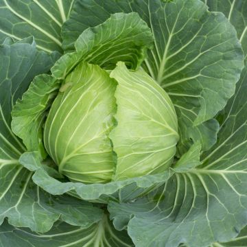 Cavolo cappuccio di Brunswik