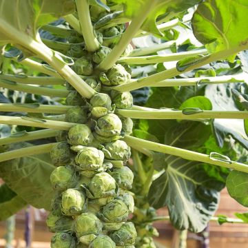 Cavolo di Bruxelles Jade cross HF1